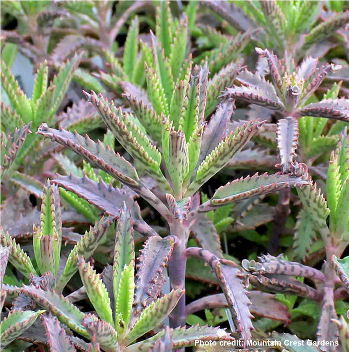 plantas de kalanchoe houghtonii