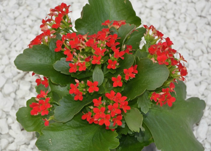 Kalanchoe em flor.