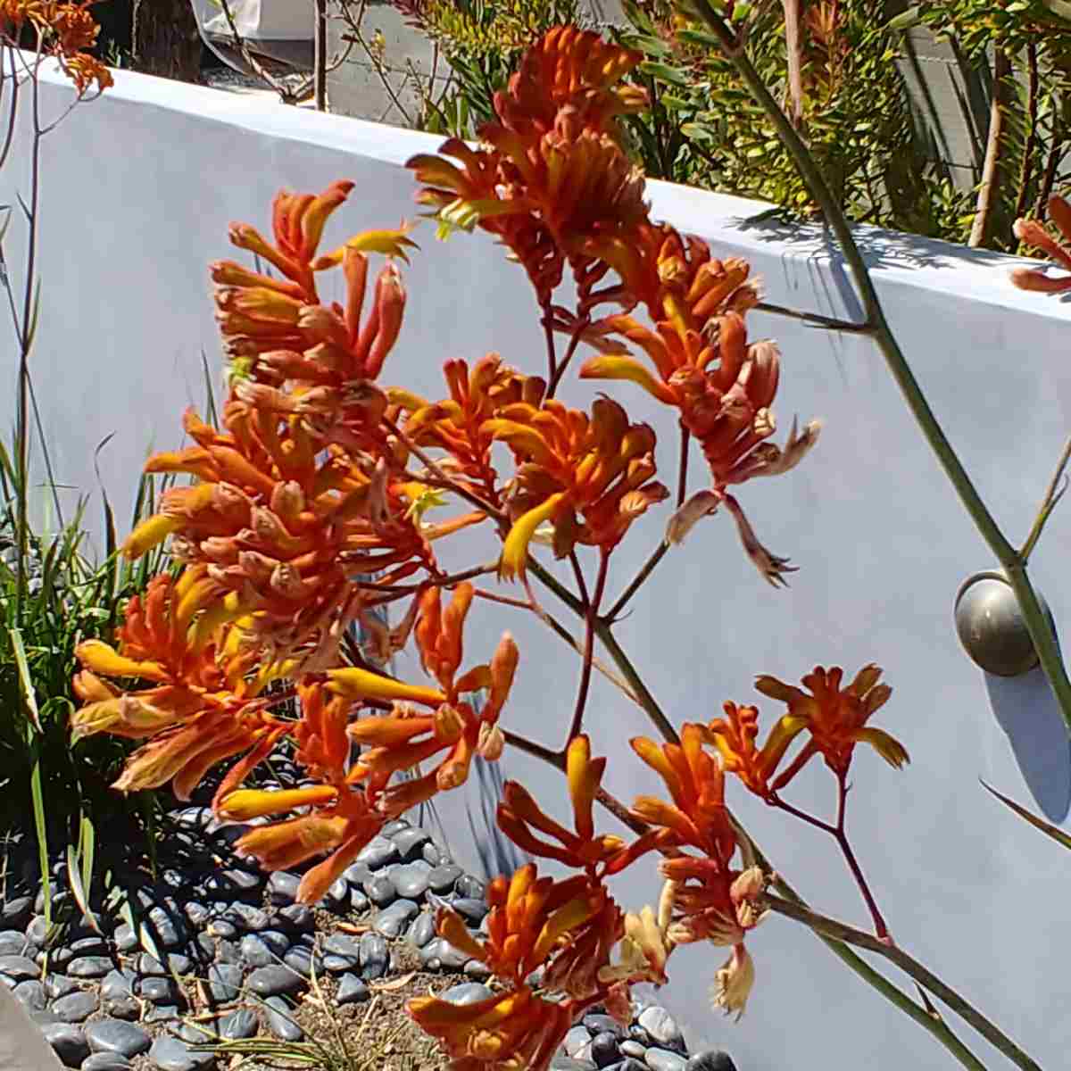 Pata-de-canguru (Anigozanthos flavidus) Uma foto de uma planta pata-de-canguru, também conhecida como Anigozanthos flavidus, em um jardim urbano, com paredes de concreto ao redor.