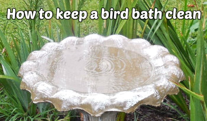 Uma imagem em close de um bebedouro de pássaros de cimento limpo, cheio de água, com folhas de íris atrás dele. Há uma sobreposição de texto em branco que diz como manter um bebedouro de pássaros limpo na parte superior.