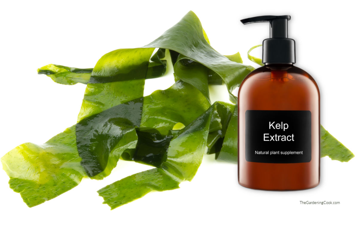Alga do mar (kelp) com frasco sobreposto, com o rótulo extrato de alga como suplemento natural para plantas.