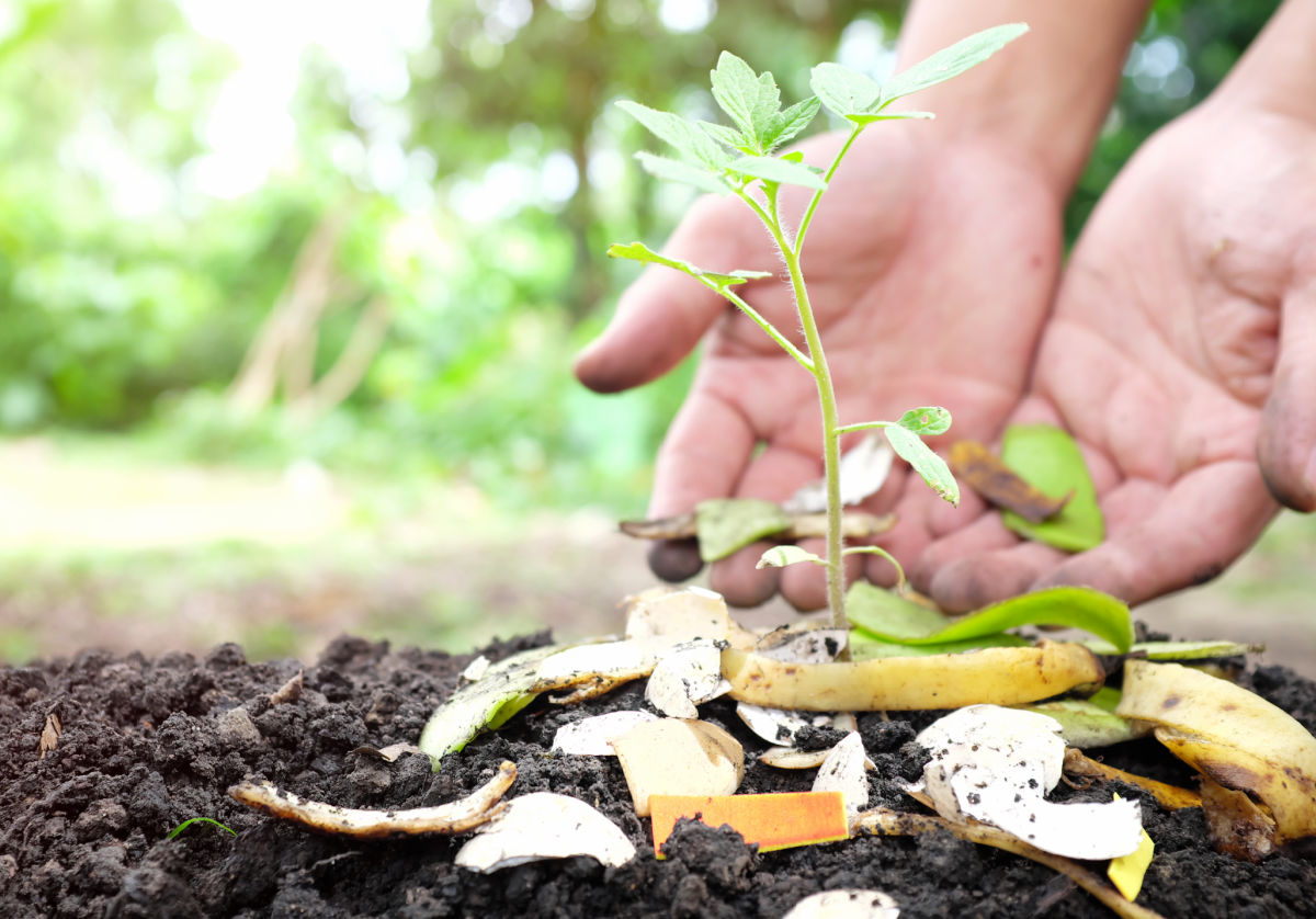 Restos de cozinha sem compostagem ao redor de uma pequena planta de tomate.
