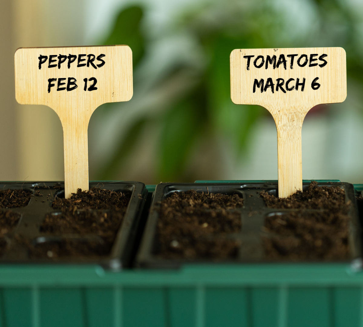 Pimentões e sementes de tomate em bandejas, identificados com a data do plantio.