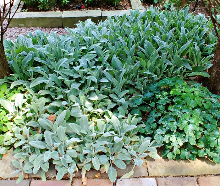 Plantas de orelha de cordeiro crescendo em um canteiro de jardim no Jardim Botânico do Missouri