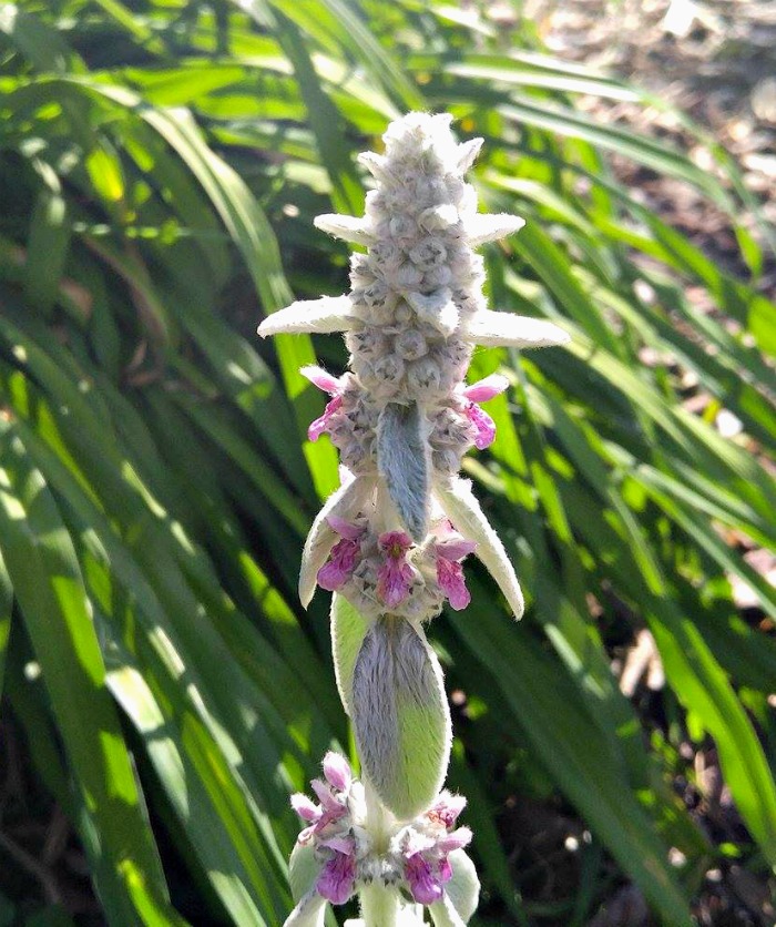 Os botões de flores de uma perene de orelha de cordeiro.