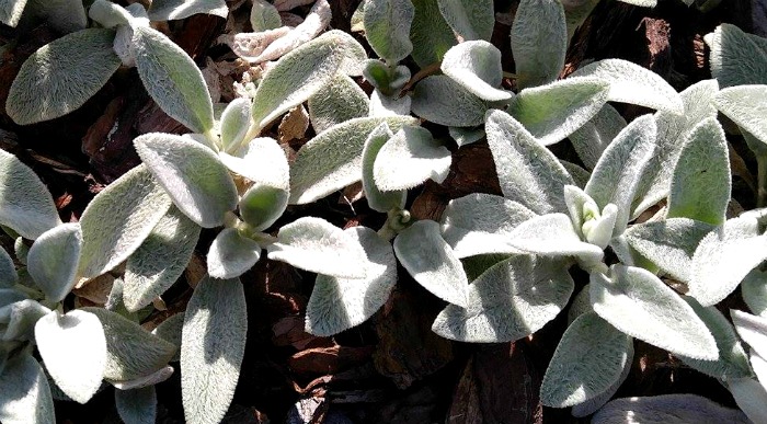 Plantas de orelha de cordeiro em um canteiro ensolarado.