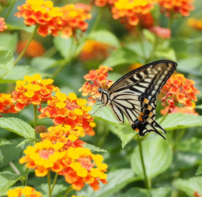 Borboletas adoram lantana. Monarca se alimentando de lantana amarela e laranja.
