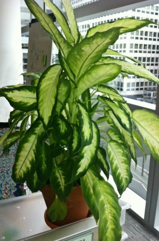 Planta de dieffenbachia no escritório em uma janela