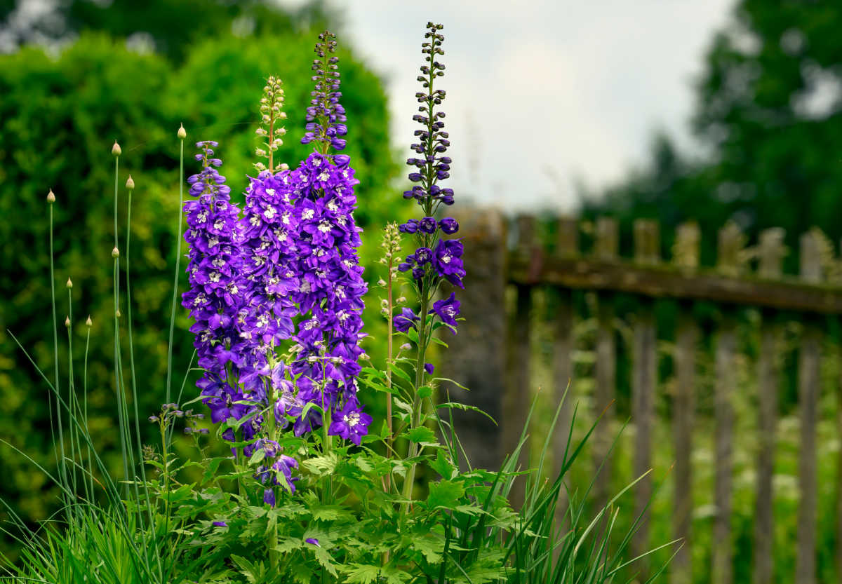 Flores azuis altas de esporinha ao lado de uma cerca de jardim.