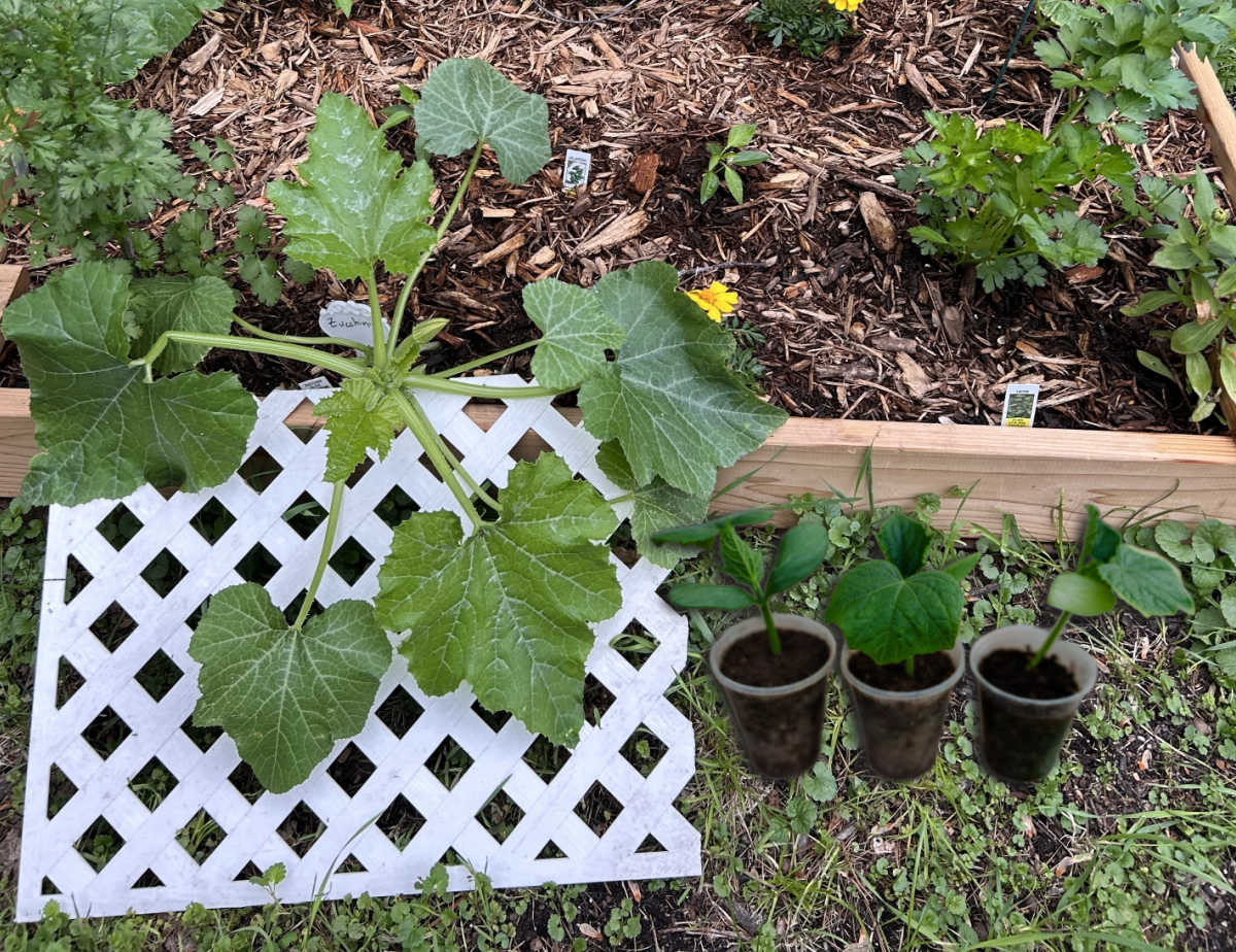 Peça de treliça branca ao lado de três plantas de pepino para colocar em um canteiro elevado.