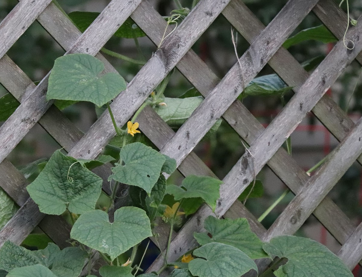 Uma treliça de treliça de pepino para suportar a fruta verticalmente.