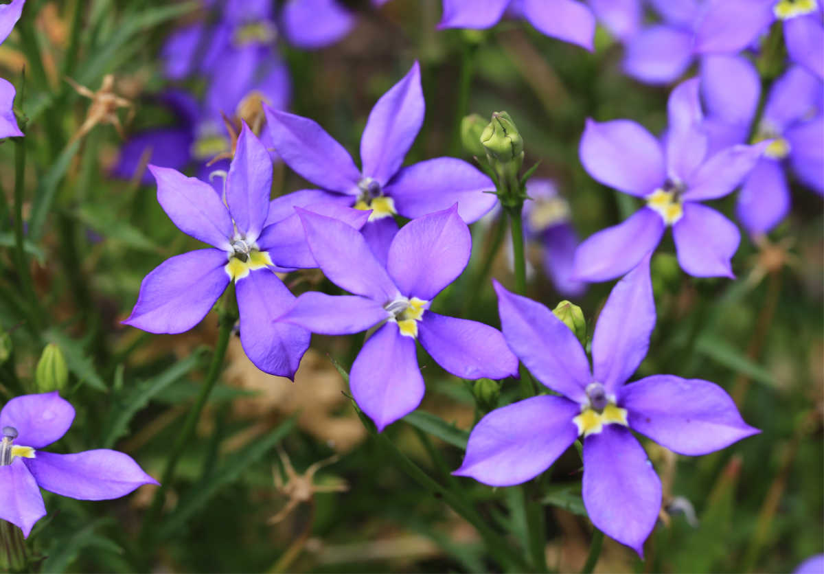Um close das flores azuis em forma de estrela de laurentia.