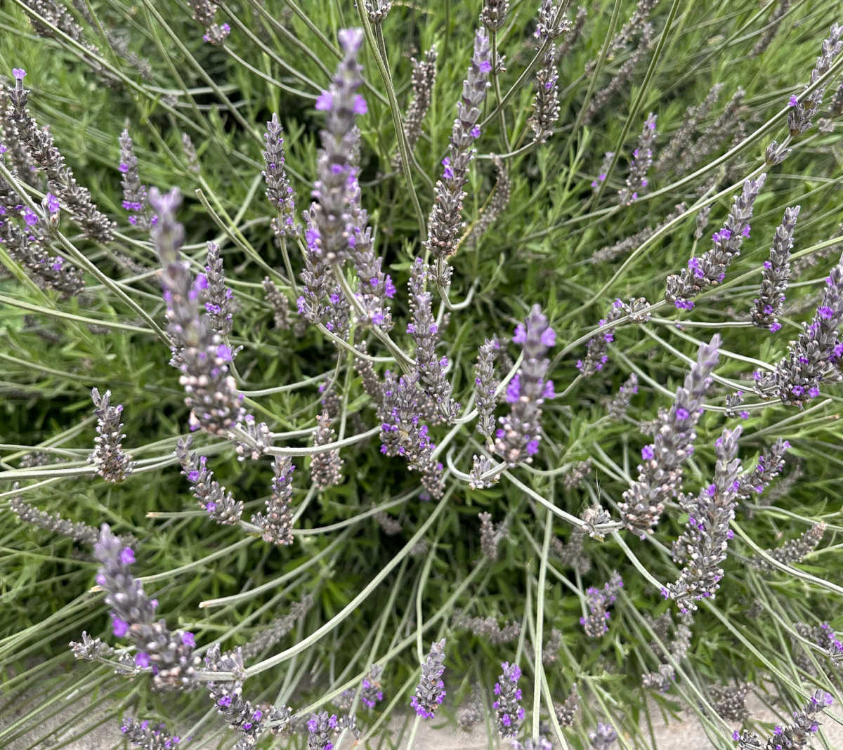 Lavanda em flor em um jardim.