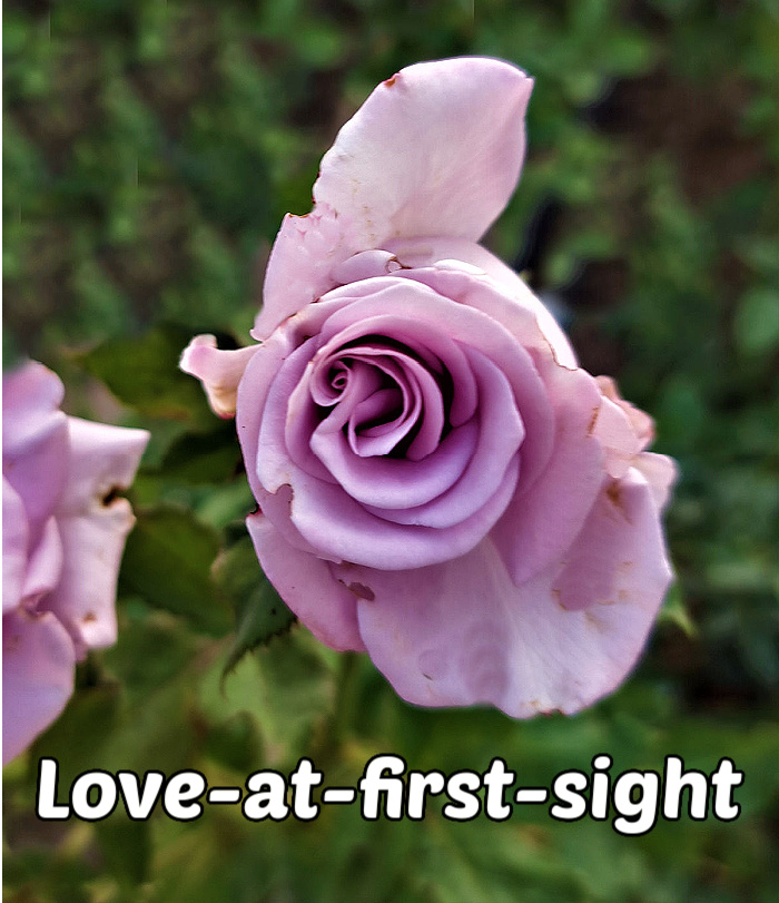 Rosas lavanda com pétalas delicadas, simbolizando encantamento, elegância e amor à primeira vista.