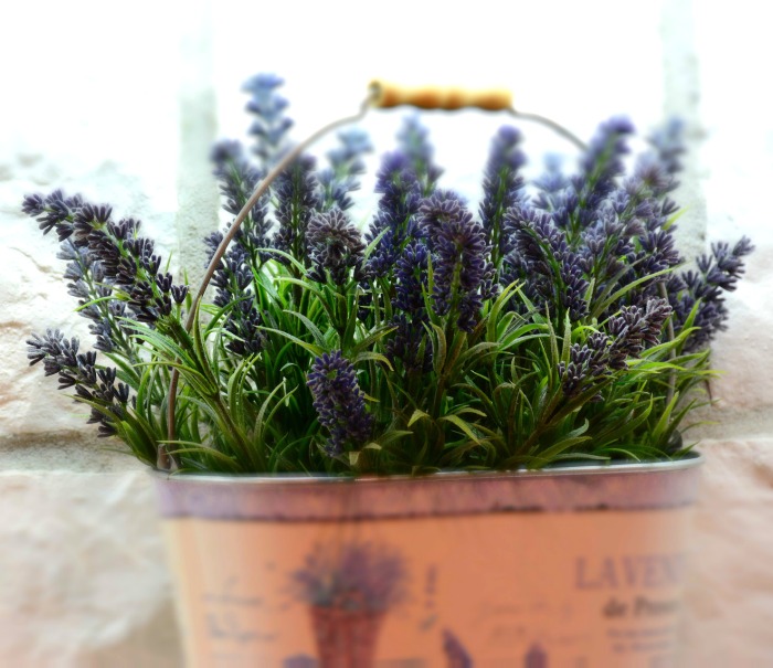 Lavanda é conhecida por sua capacidade de repelir mosquitos.