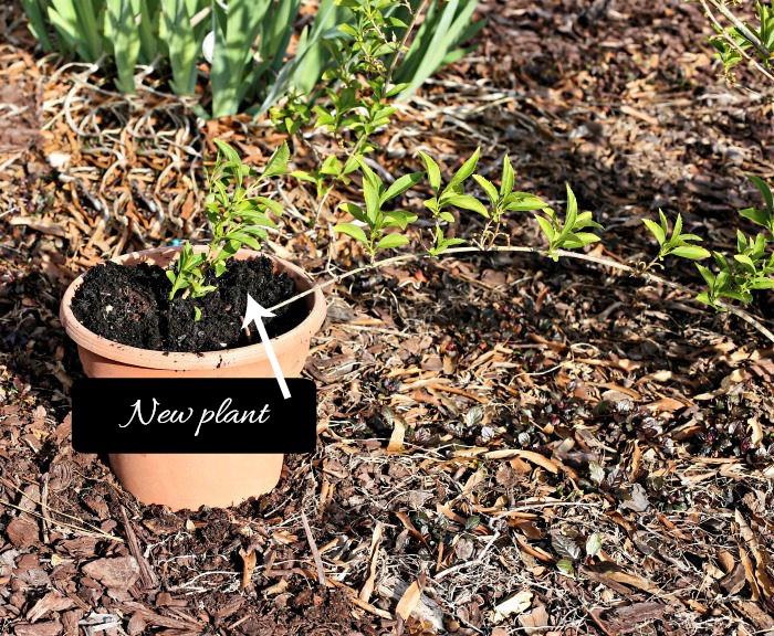 Um ramo de forsítia sendo propagado por ponta a partir da planta-mãe em um vaso grande.