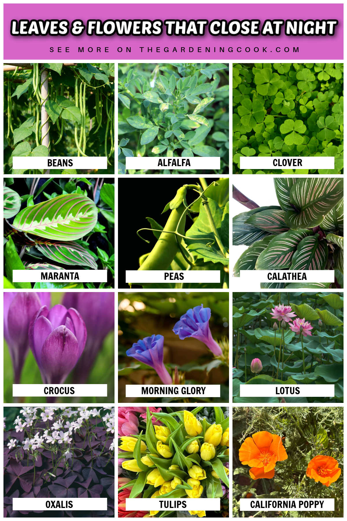 Imagens de folhas e flores que fecham à noite incluindo feijões, alfafa, trevo, maranta, ervilhas, calatéia, crocus, glória da manhã, lótus, oxalis, tulipas e papoula da Califórnia.