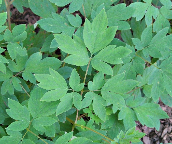 folhas de um coração-sangrento Um close das folhas de uma planta coração-sangrento.