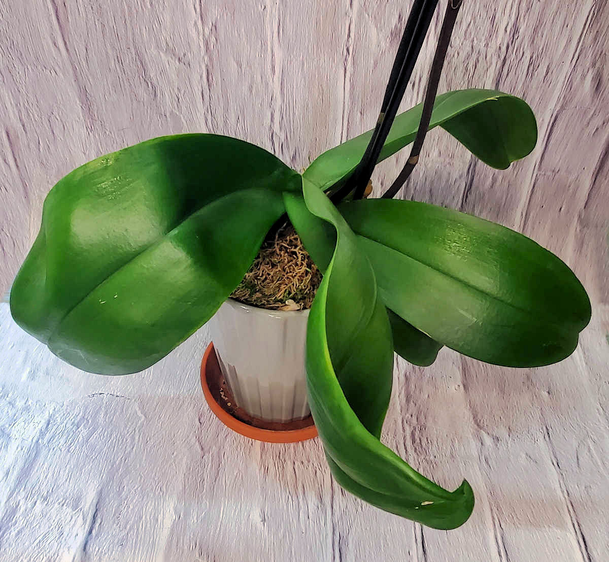 Folhas verdes robustas de uma planta de orquídea Phalaenopsis - uma boa orquídea para iniciantes.