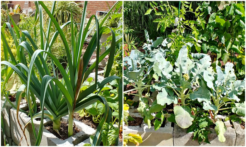 Alhos-porós e brócolis crescendo nas pequenas seções de uma cama de jardim de blocos de concreto.