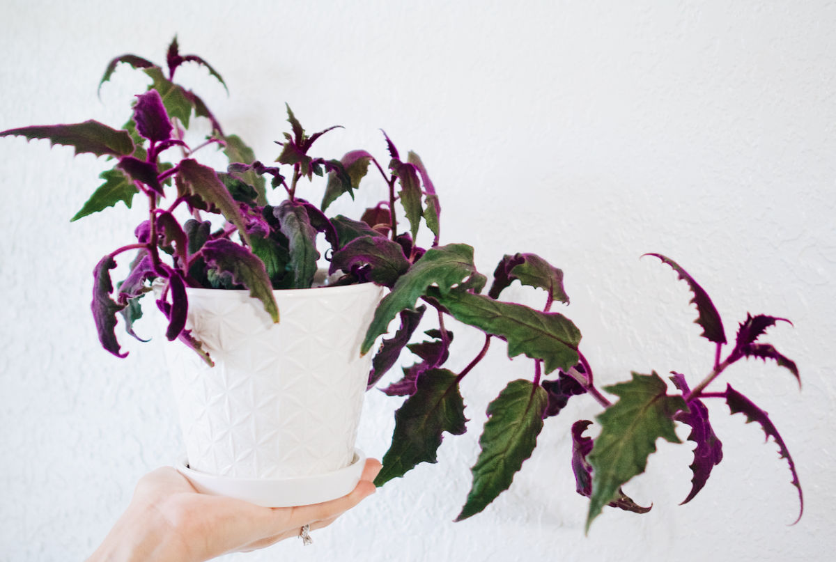 Uma purple passion plant estiolada em um vaso branco que precisa ser propagada.
