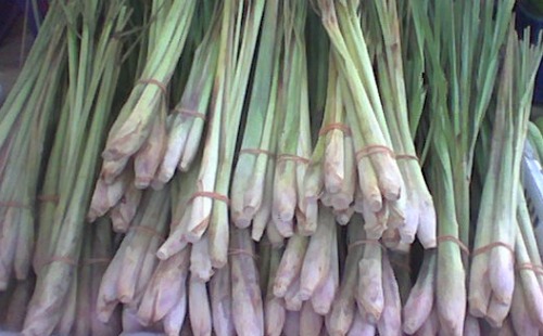 Capim-limão em maços amarrados com juta.