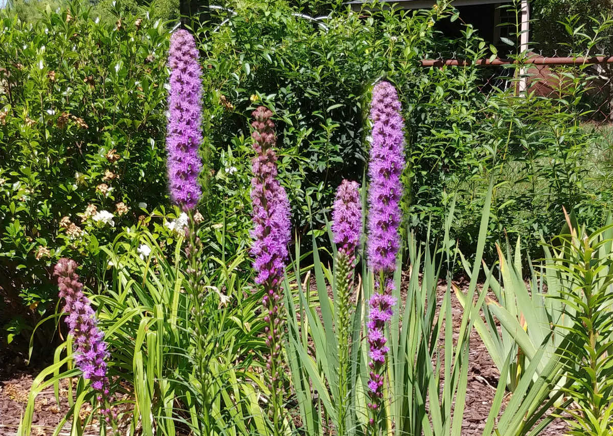 Uma flor perene de jardim cottage - liatris, também conhecida como estrela-chamejante.
