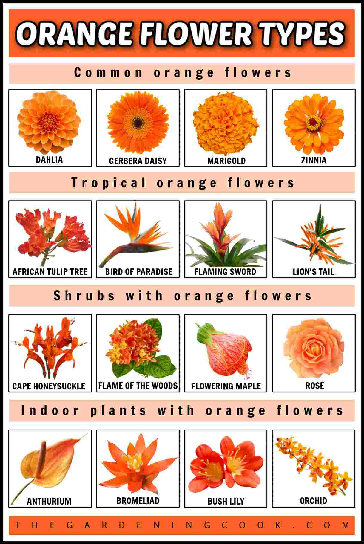 Um retângulo laranja com uma sobreposição de texto branco que diz tipos de flores laranjas no topo, acima de uma colagem de flores laranjas dividida em quatro seções; a primeira é uma linha de flores laranjas comuns, incluindo uma dália, uma gerbera, um cravo-de-defunto e uma zínia; a segunda é uma linha de flores laranjas tropicais, incluindo uma árvore-tulipa-africana, uma ave-do-paraíso, uma bromélia espada-de-fogo e uma cauda-de-leão; a terceira linha mostra quatro arbustos com flores laranjas, incluindo madressilva-do-cabo, chama-dos-bosques, árvore-abutilon e rosa; e a quarta linha mostra um antúrio, uma bromélia, um lírio-de-salão e uma orquídea.