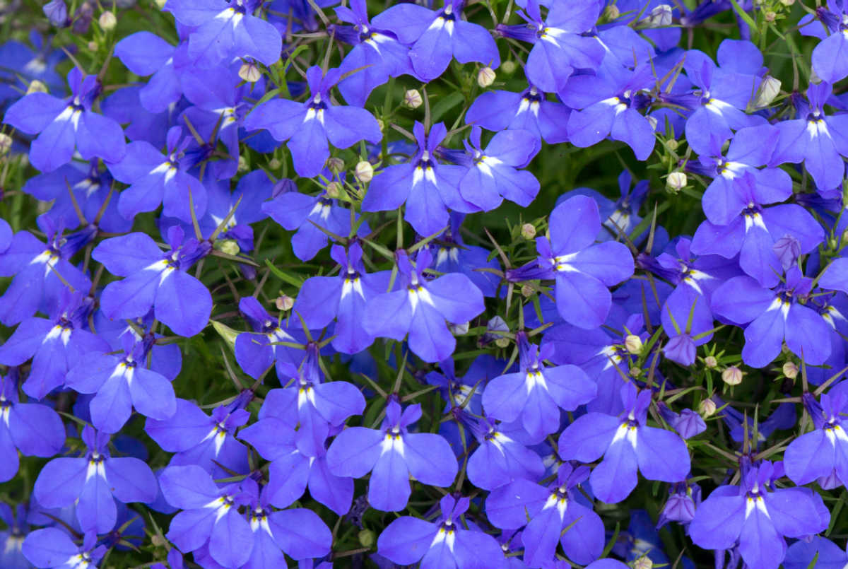 Um close das flores autolimpantes de lobelia siphilitica.