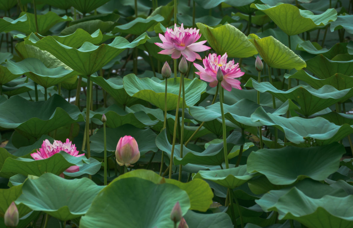 Flores e folhas de lótus.