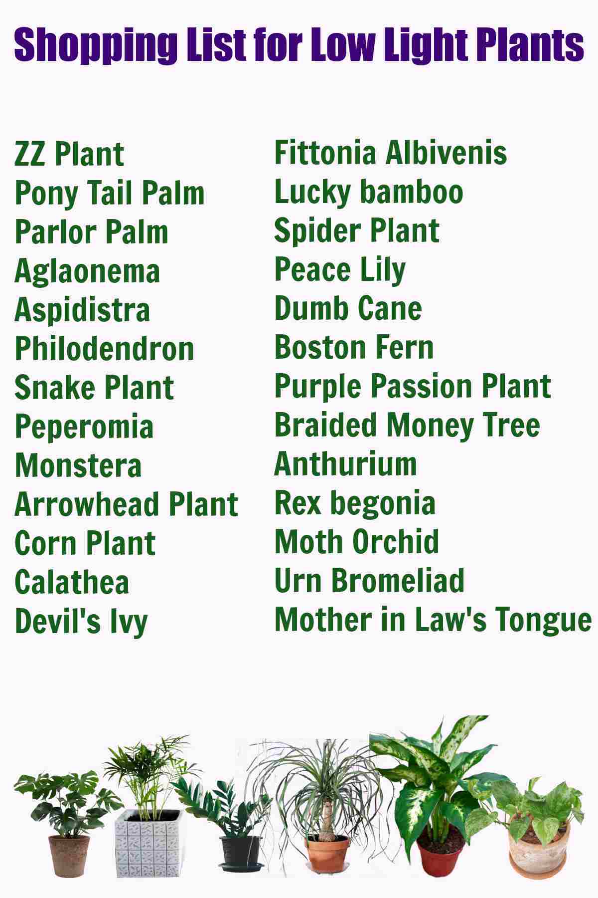 Lista de compras para plantas de interior para pouca luz com nomes de plantas.