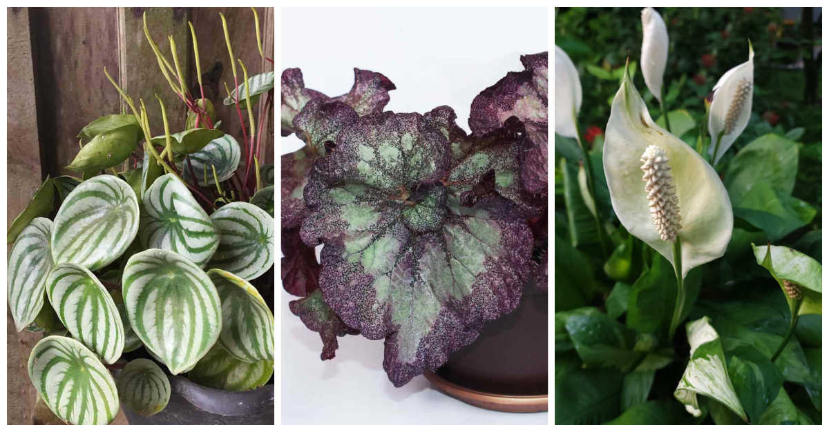 3 plantas de interior para pouca luz - Peperômia, begônia rex e lírio-da-paz em uma montagem.