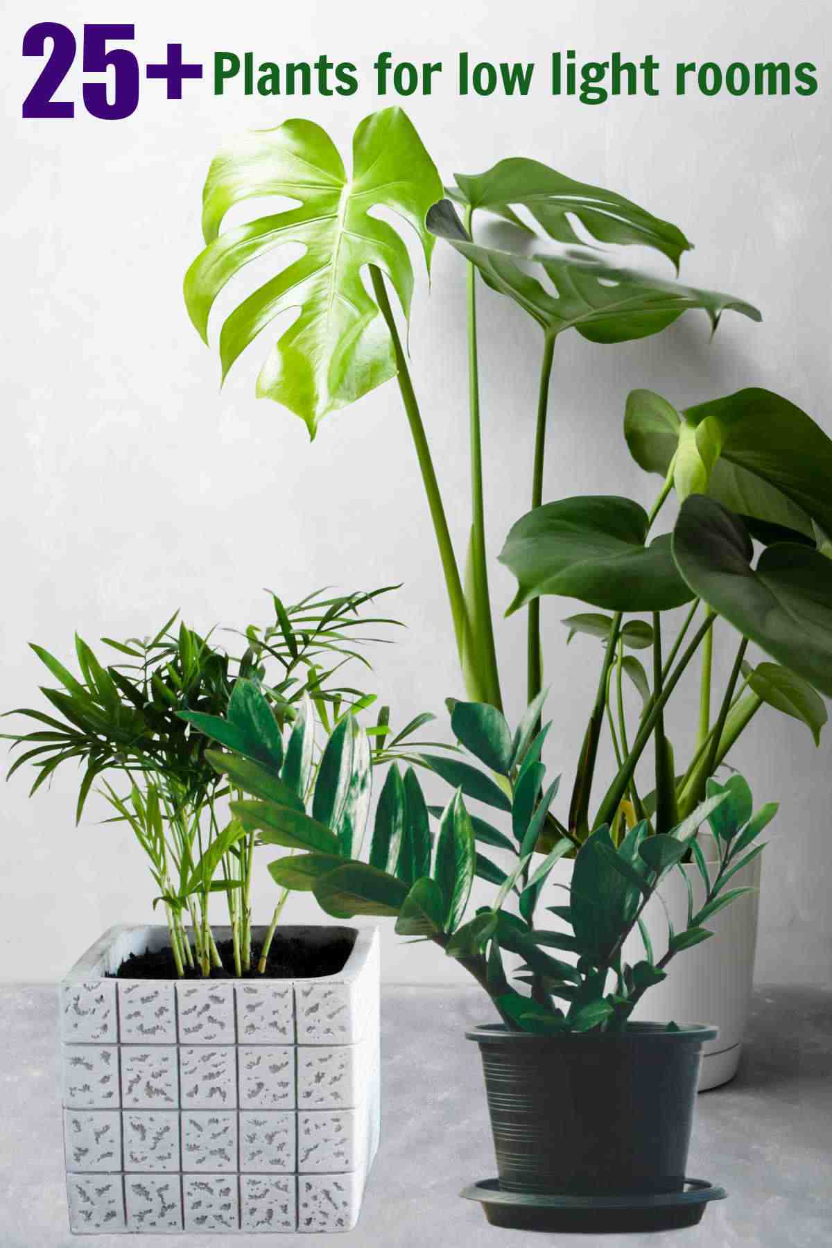 Monstera, palmeira-parlor e ZZ plant com as palavras 25+ plantas para ambientes com pouca luz.