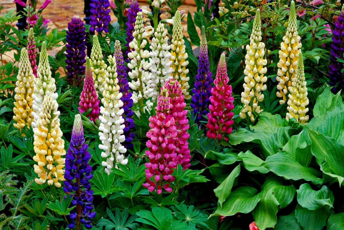 Flores mistas de lupinos, perenes de jardim cottage.