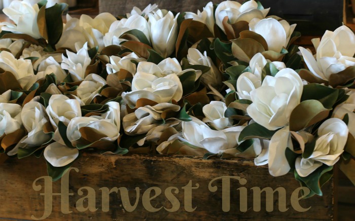 Flores de magnólia em uma caixa com as palavras tempo de colheita sobre ela.