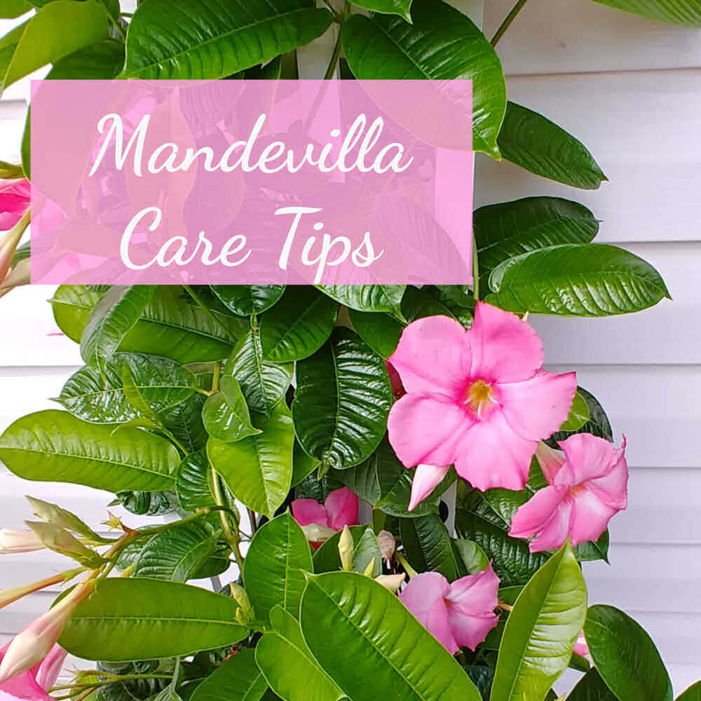 Trepadeira rosa com a frase Dicas de cuidados com a mandevilla sobre um banner de texto rosa.