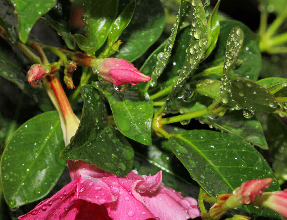 Folhas e flores de mandevilla com chuva sobre elas.