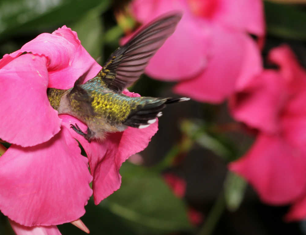 Beija-flor se alimentando da flor de uma trepadeira mandevilla.