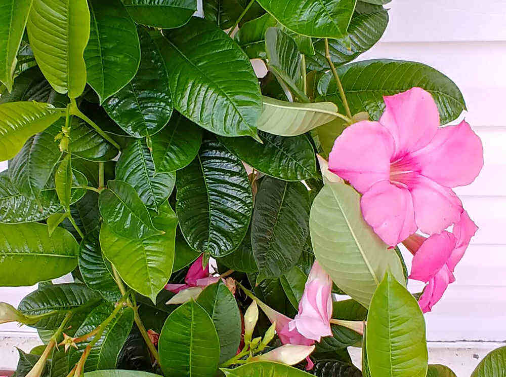 Folhas de mandevilla verde-escuro com flor rosa.