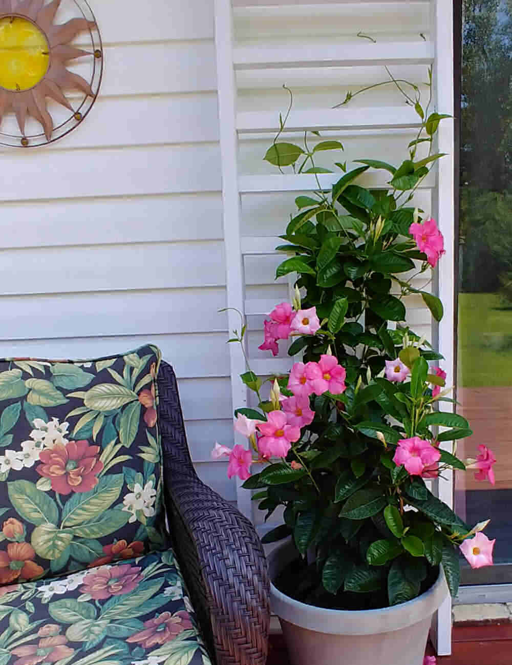 Planta em vaso com flores rosa e uma grande treliça e uma cadeira de deck.