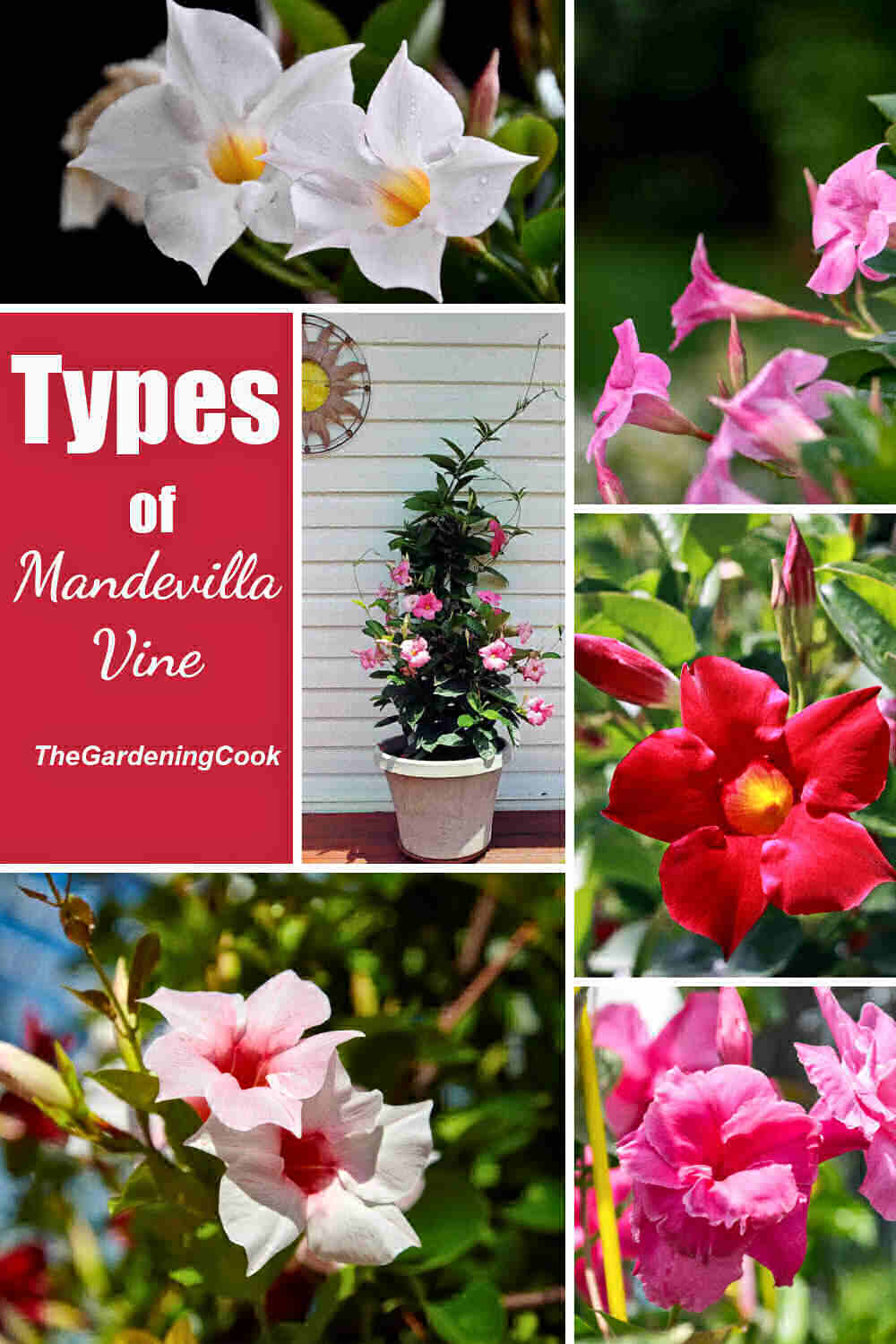 Variedades de mandevilla em um colagem com as palavras Tipos de trepadeira mandevilla.