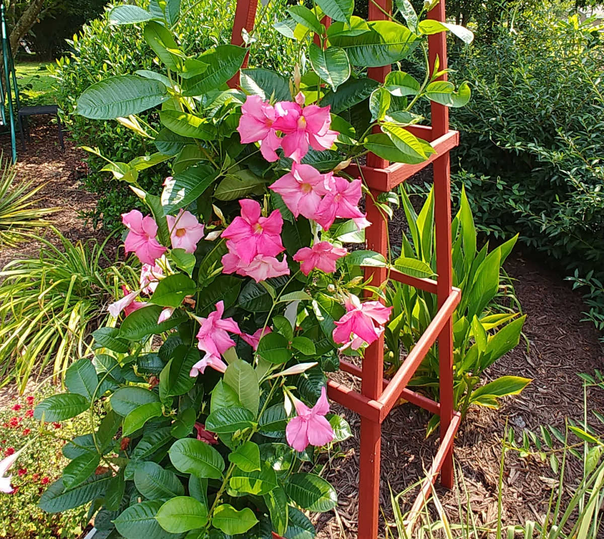 Flor de mandevilla trepando em um obelisco.