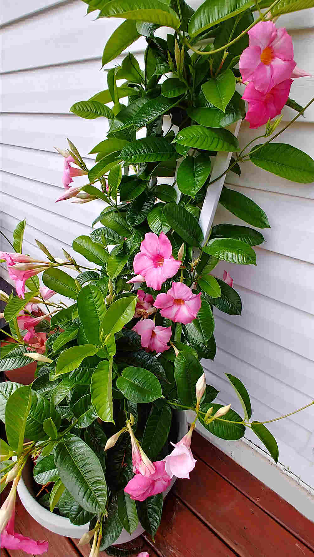 Planta de mandevilla em um vaso com treliça atrás dela.