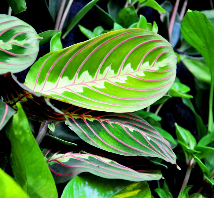 Folhas da planta maranta
