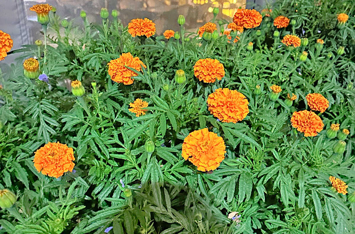 Flores de tagetes em plena floração.