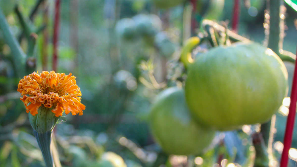 Plantas companheiras - calêndulas e tomates.