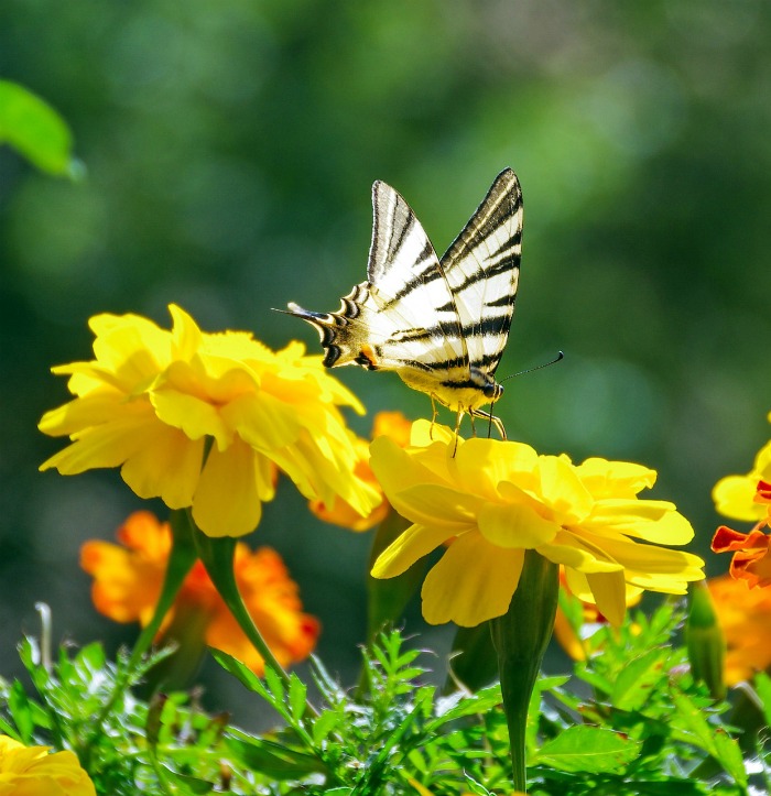 Borboletas adoram tagetes, mas os mosquitos não.