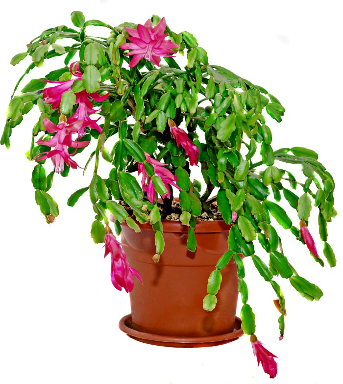 Cacto de Natal maduro em vaso com flores rosas.