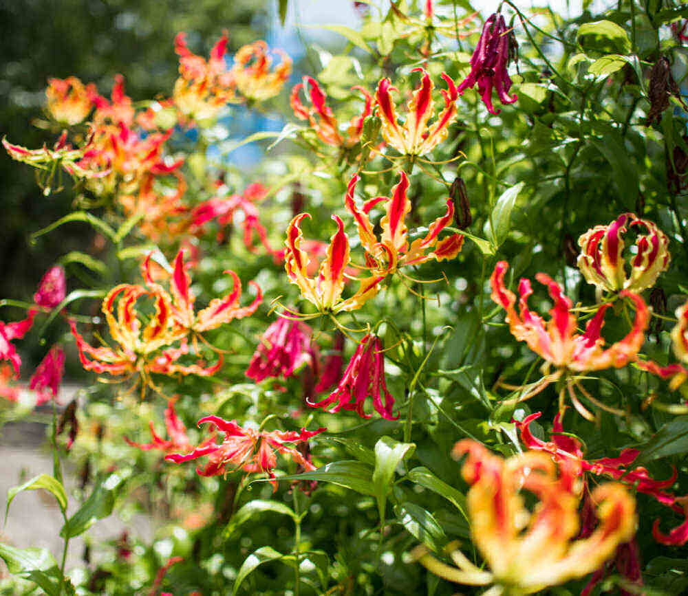 Lírio-da-chama adulto Lírio-da-chama adulto em flor.