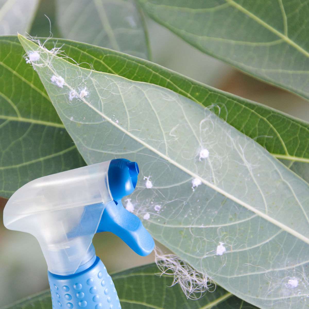 Insetos brancos em plantas e garrafa azul de spray inseticida para cochonilhas.
